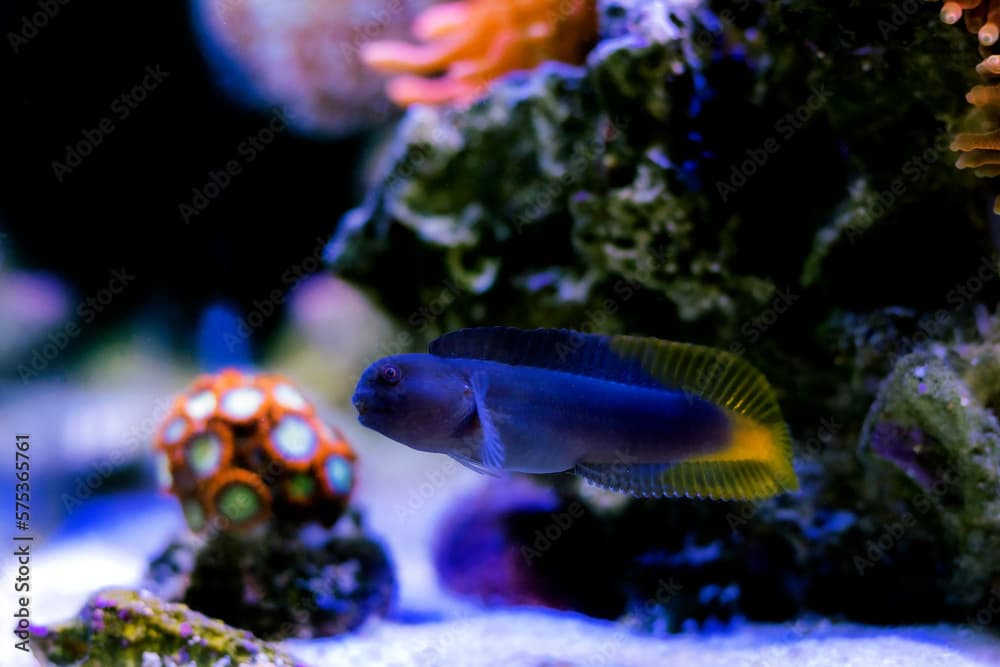 Black comb-tooth blenny fish - Ecsenius namiyei