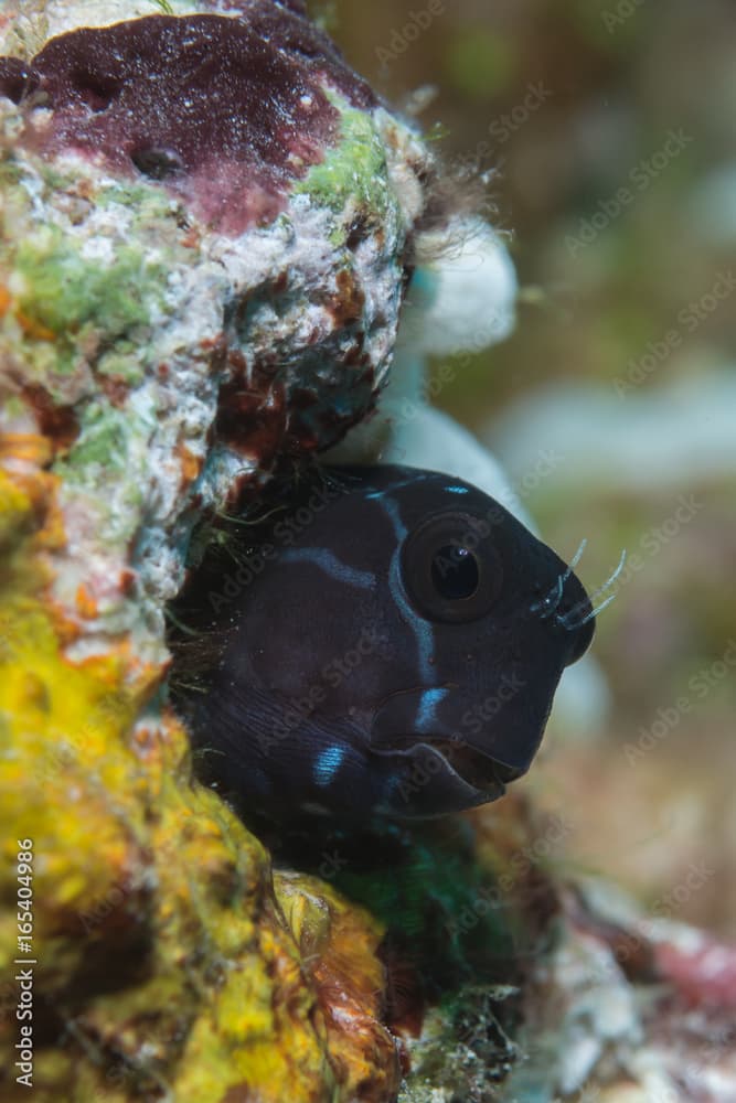 Blenny