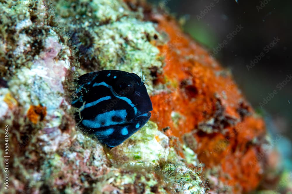 Namiye's Combtooth Blenny Ecsenius namiyei