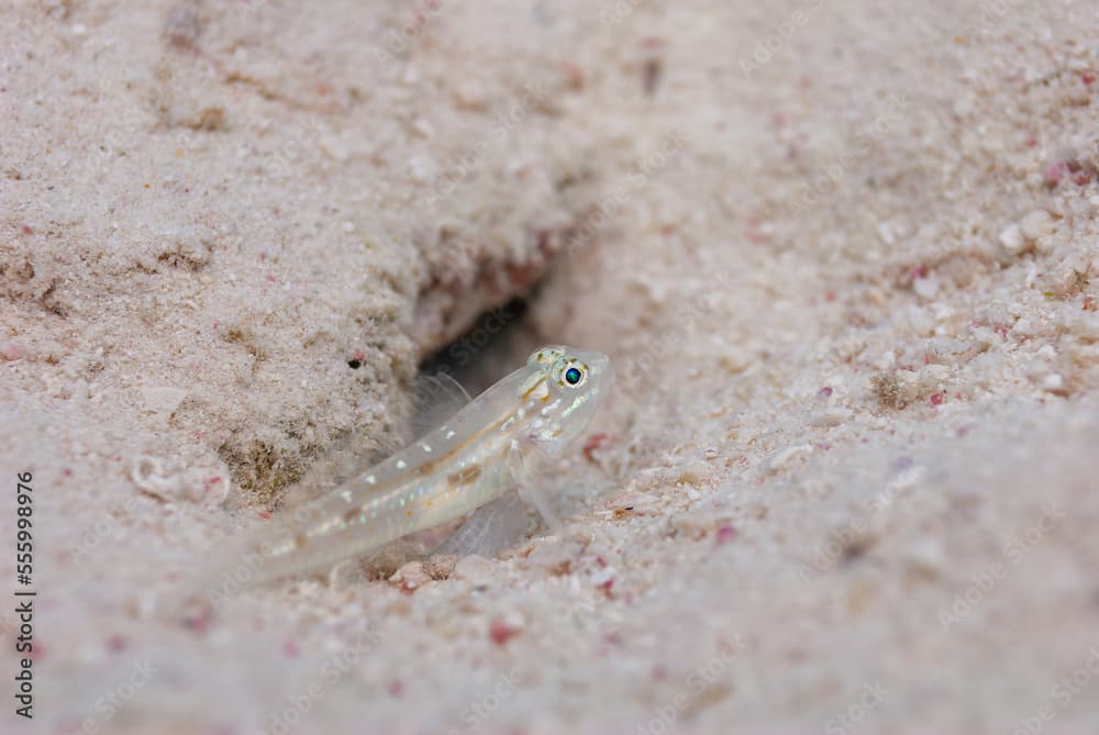 Bridled Goby Coryphopterus glaucofraenum perched next to sand burrow Bonaire