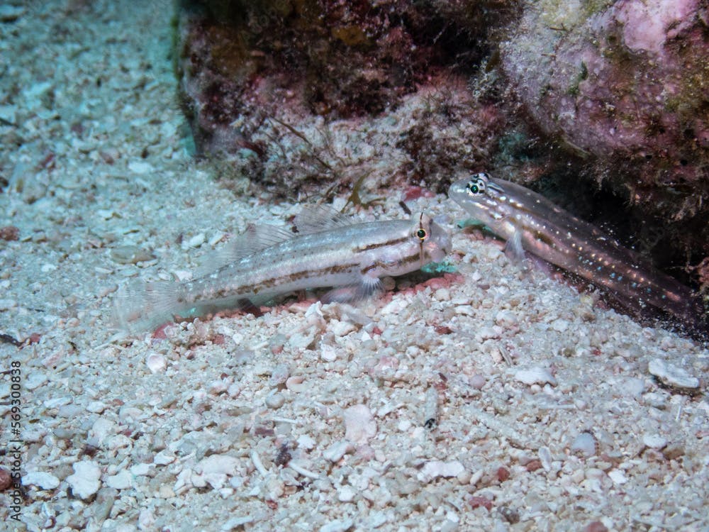 Goldspot and Bridled Goby
