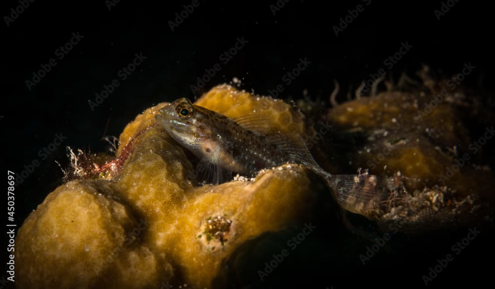 Bridled goby (Coryphopterus glaucofraenum) on the reef off the island of Sint Maarten, Dutch Caribbean.