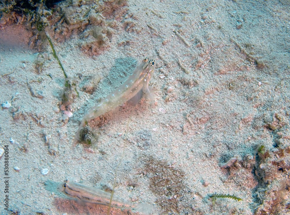 Bridled Gobies (Coryphopterus glaucofraenum) in Cozumel, Mexico