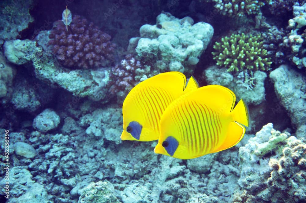 Golden butterflyfish