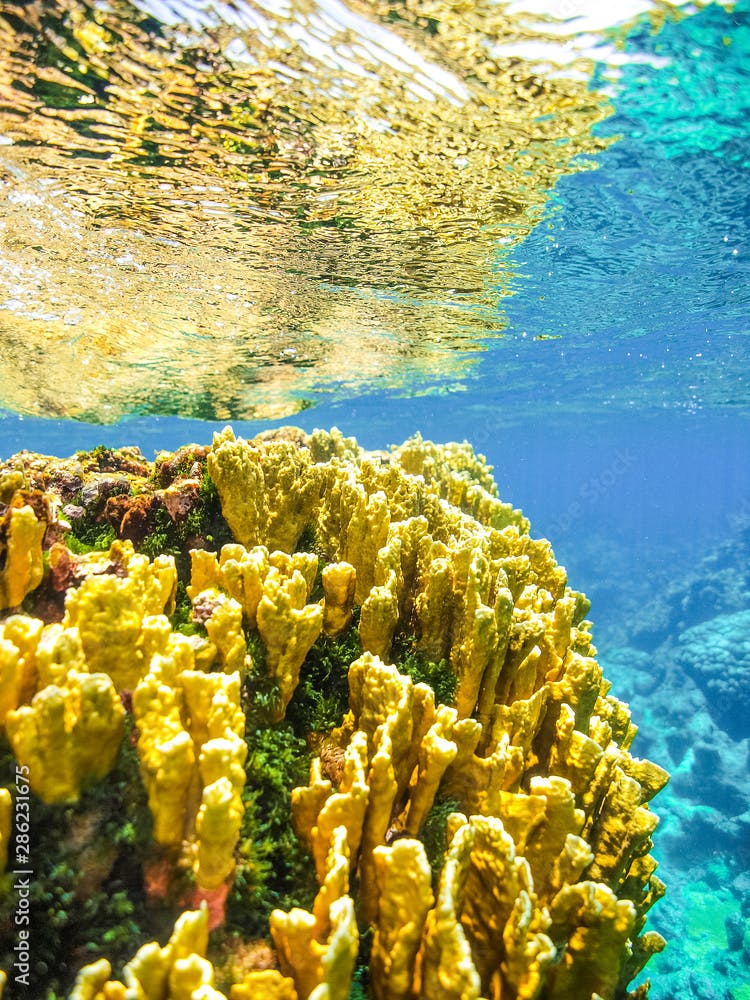 Underwater bladed fire coral, Millepora complanata landscape Reef scenery, coral fire  los roques - venezuela