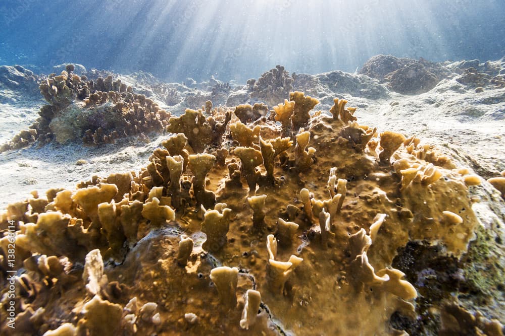 Millepora complanata, blade fire cora