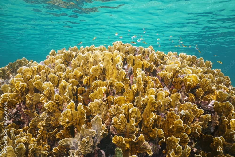 Underwater bladed fire coral, Millepora complanata, with small fish below water surface in the Caribbean sea