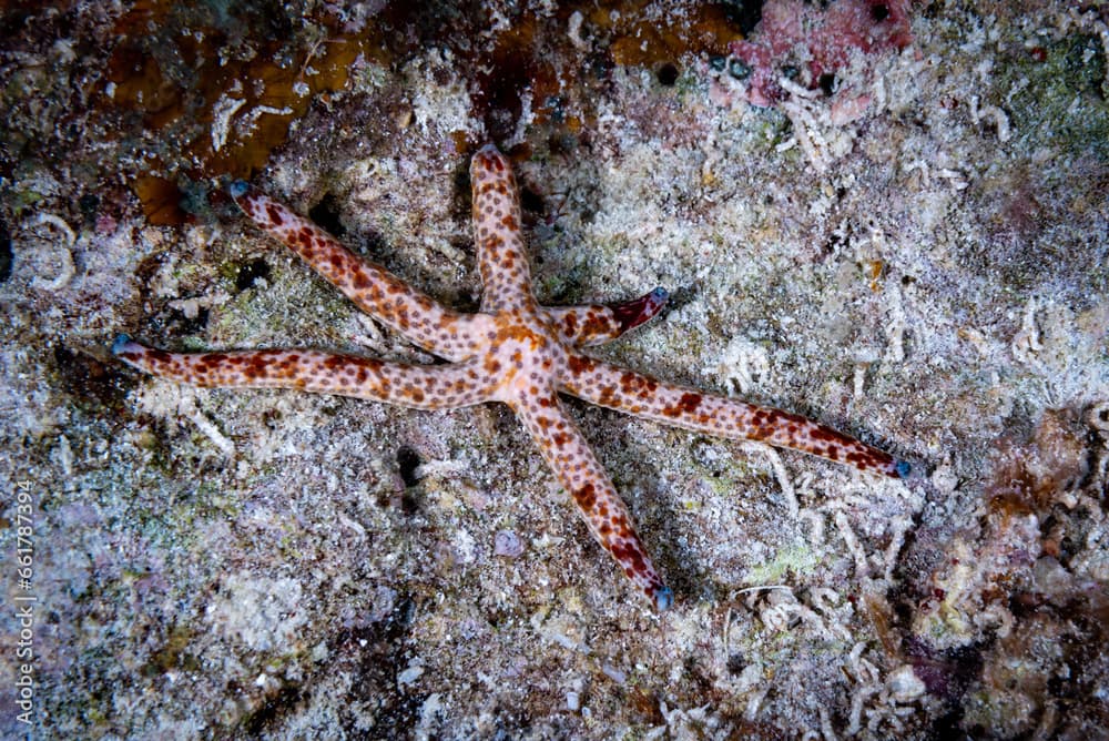 Blue Linckia Starfish · Linckia multifora · Reeflings Library