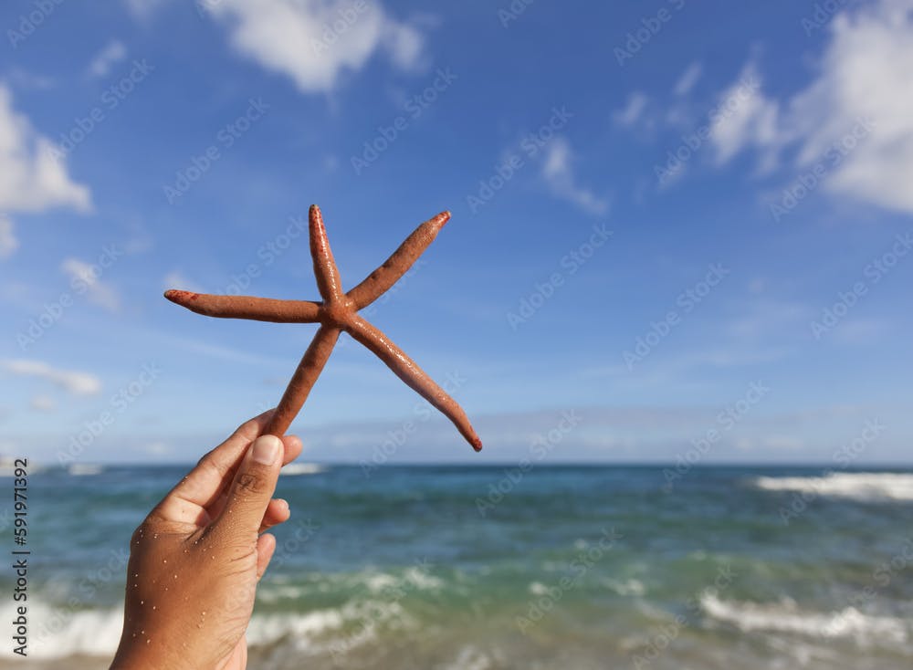 Close-Up Of A Hand Holding A Finger Starfish, Also Known As Linckia Sea Star, Found Along The Coastal Beach; Honolulu, Oahu, Hawaii, United States Of America