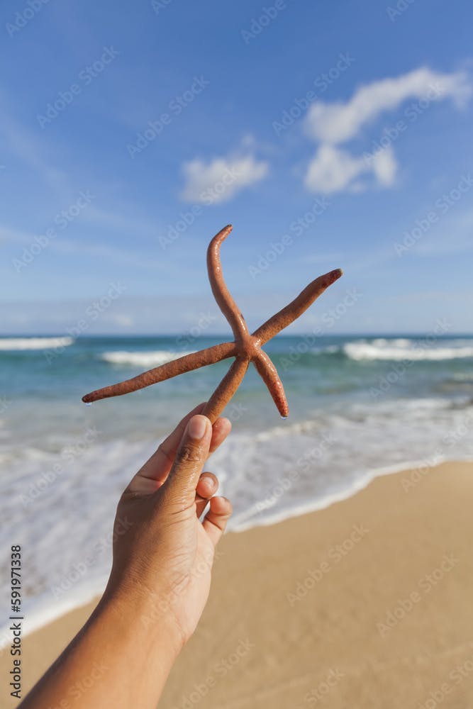Close-Up Of A Hand Holding A Finger Starfish, Also Known As Linckia Sea Star, Found Along The Coastal Beach; Honolulu, Oahu, Hawaii, United States Of America