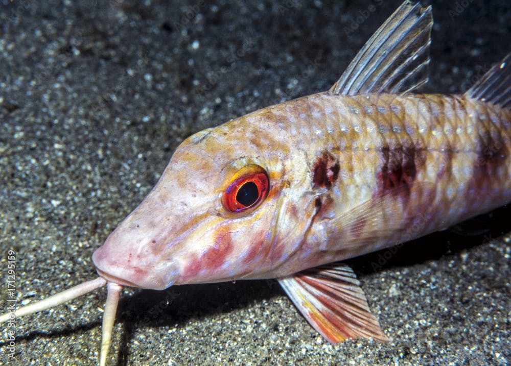 Spotted Goatfish underwater