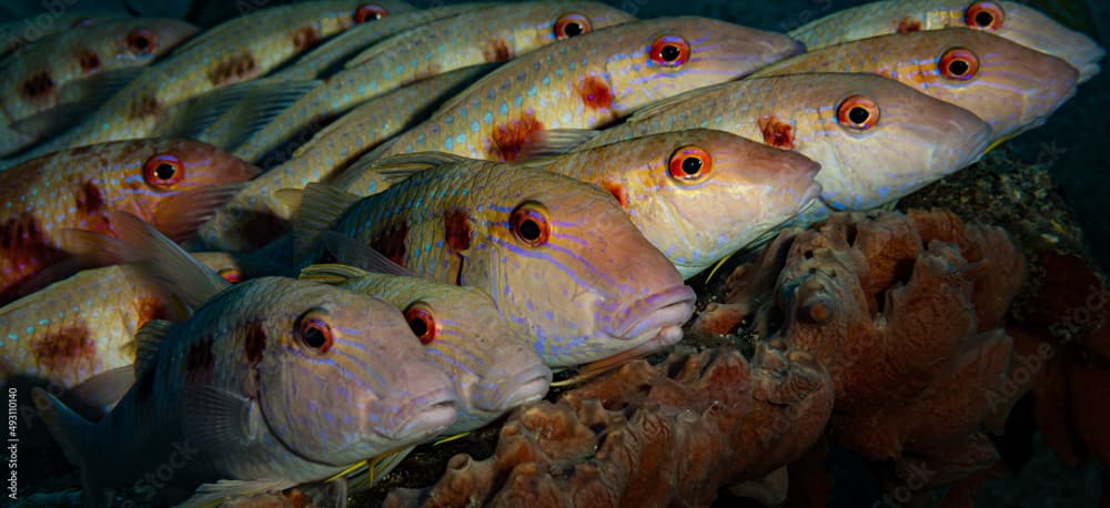 Spotted goatfish (Pseudupeneus maculatus) on the reef off the Dutch Caribbean island of Sint Maarten