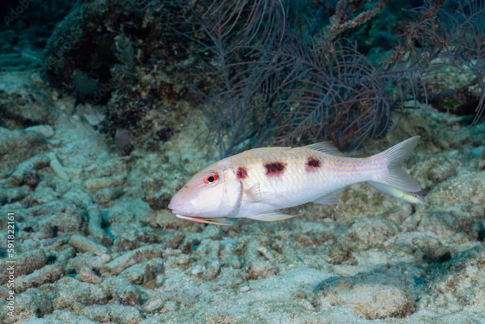 Spotted goatfish swimming in reef