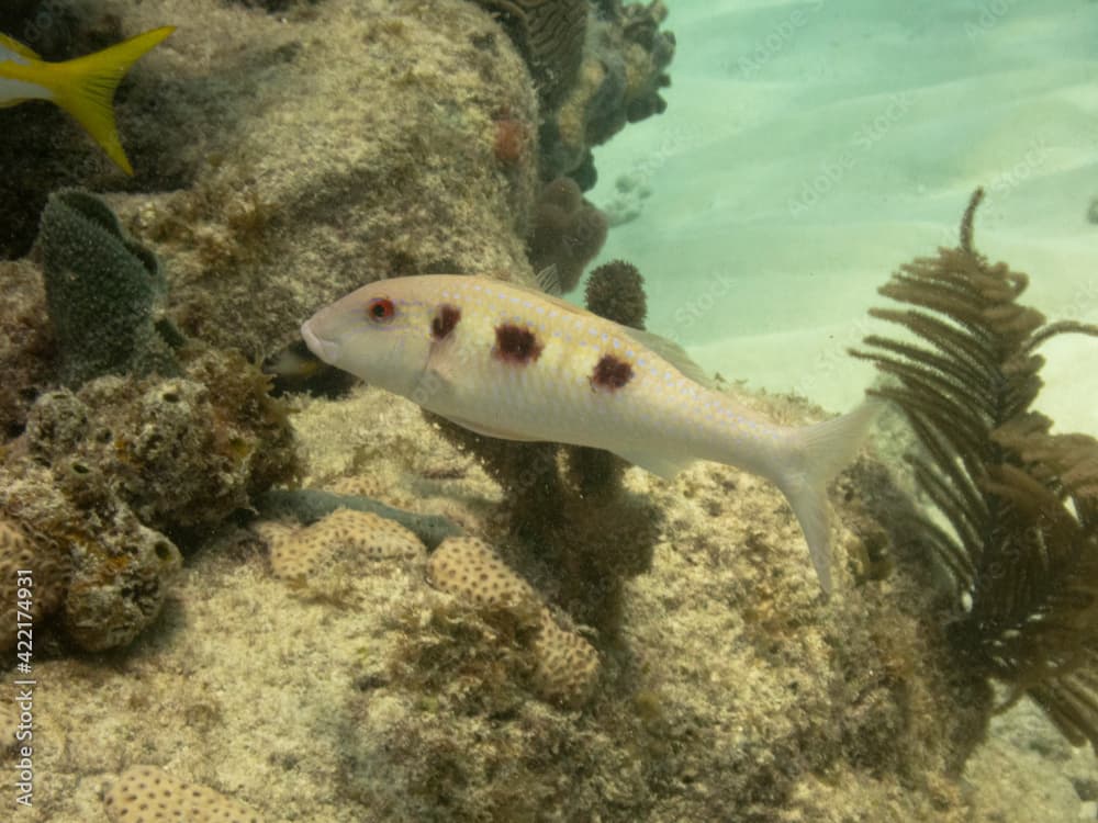 Spotted Goatfish