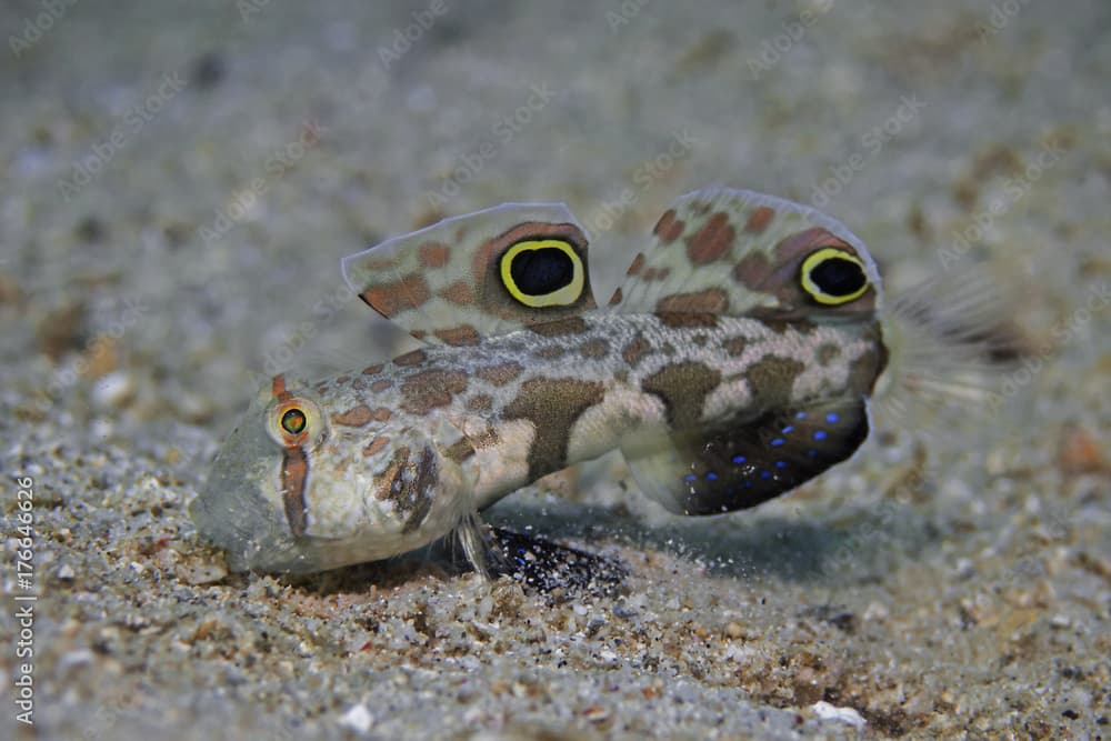 Signal goby · Signigobius biocellatus · Reeflings Library