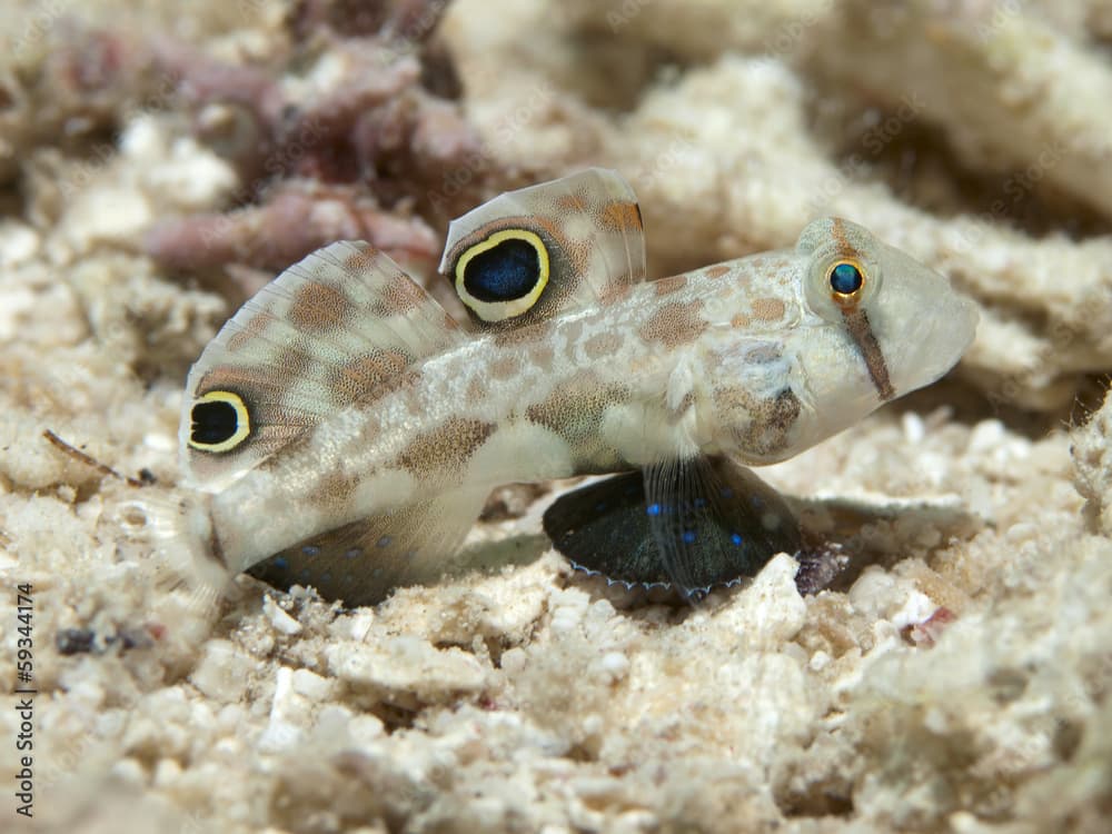 Twinspot goby