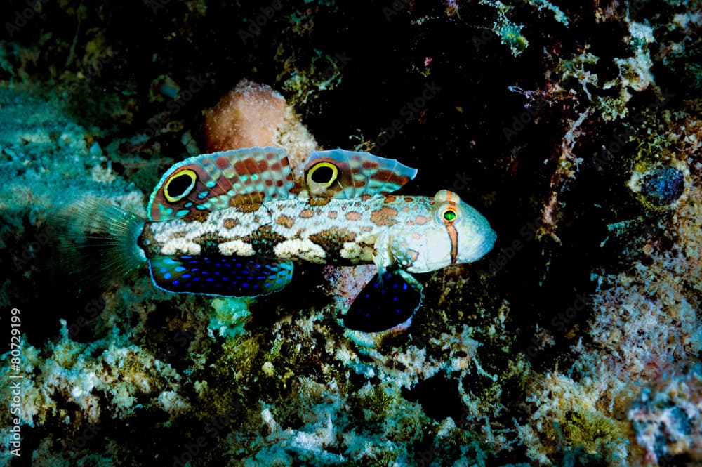 signigobius biocellatus