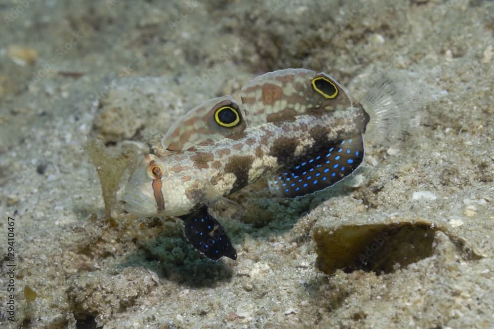 Signal goby · Signigobius biocellatus · Reeflings Library