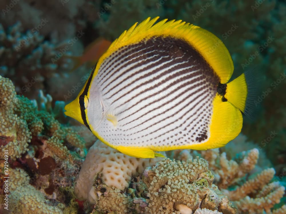 Blackbacked butterflyfish