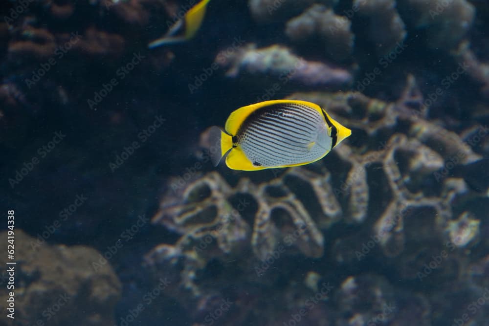 Black-back Butterflyfish (Chaetodon melannotus)  : Tropical fish swimming in coral reef ocean.