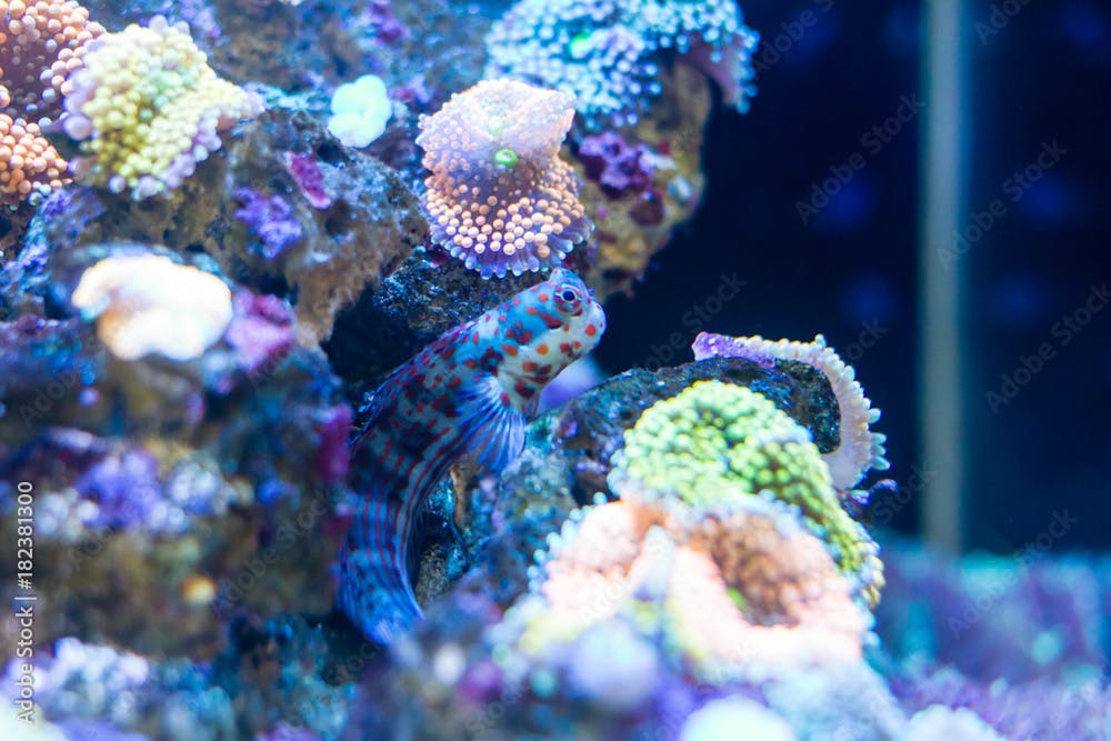 Orange Spotted Blenny (Blenniella chrysospilos) in reef tank