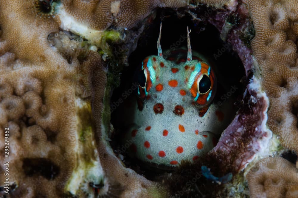 A cute Red-spotted blenny, Blenniella chrysospilos, looks out from its protective home on a coral reef in Indonesia. This combtooth blenny feeds on algae.