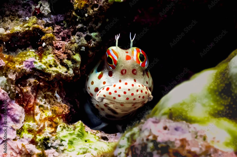 モンツキカエルウオ Red-spotted blenny