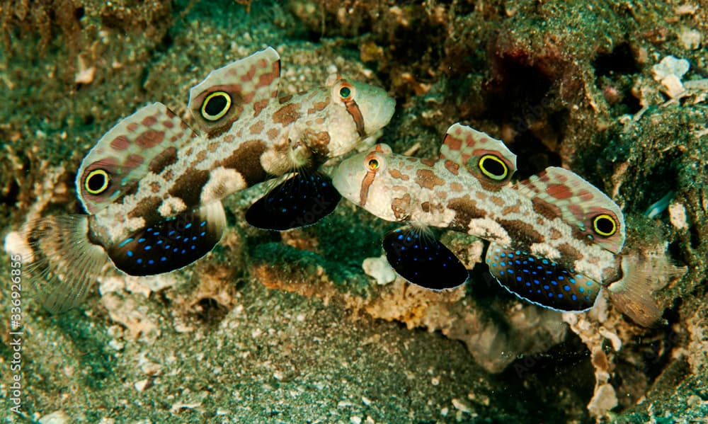 Signal gobies, Signigobius biocellatus, Raja Ampat Indonesia