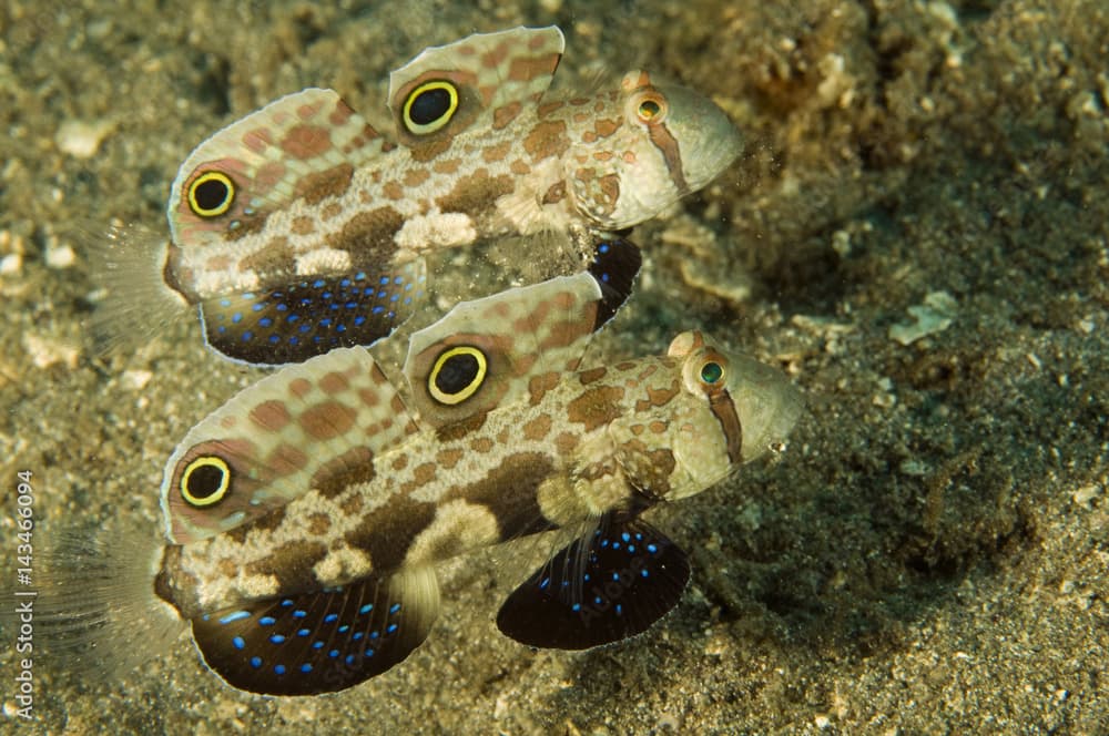 Signal gobies, Signigobius biocellatus, Raja Ampat Indonesia