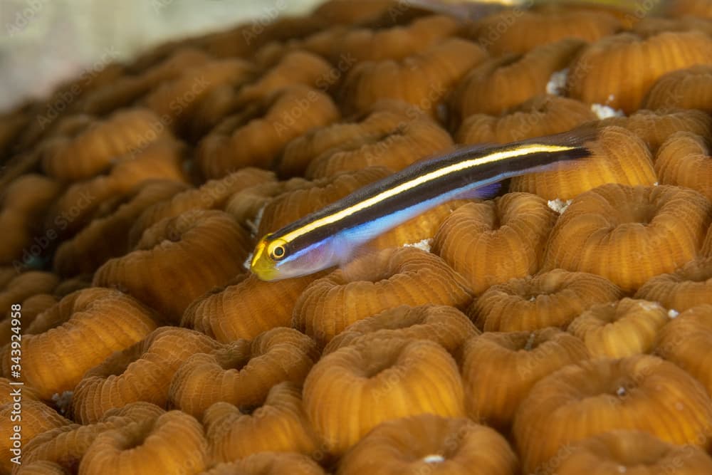 Yellownose Goby on a coral head - Bonaire