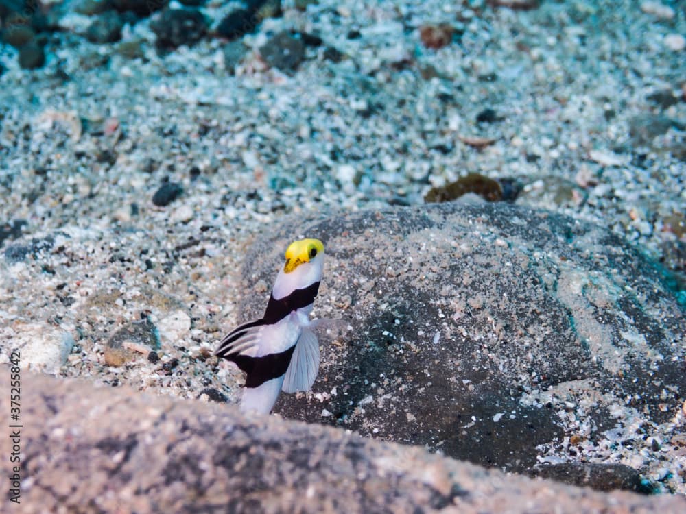 ネジリンボウ　英語名: Yellownose prawn-goby 学名: Stonogobiops xanthorhinica Hoese & Randall, 1982 和歌山県串本
