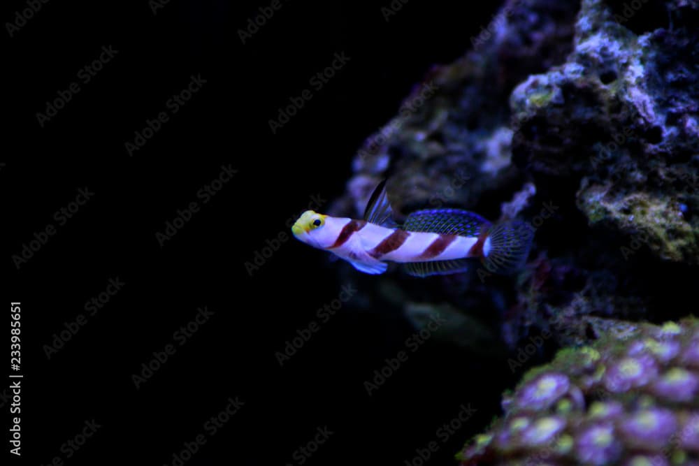 Long Fin Red Banded Goby - (Stonogobiops nematodes) 