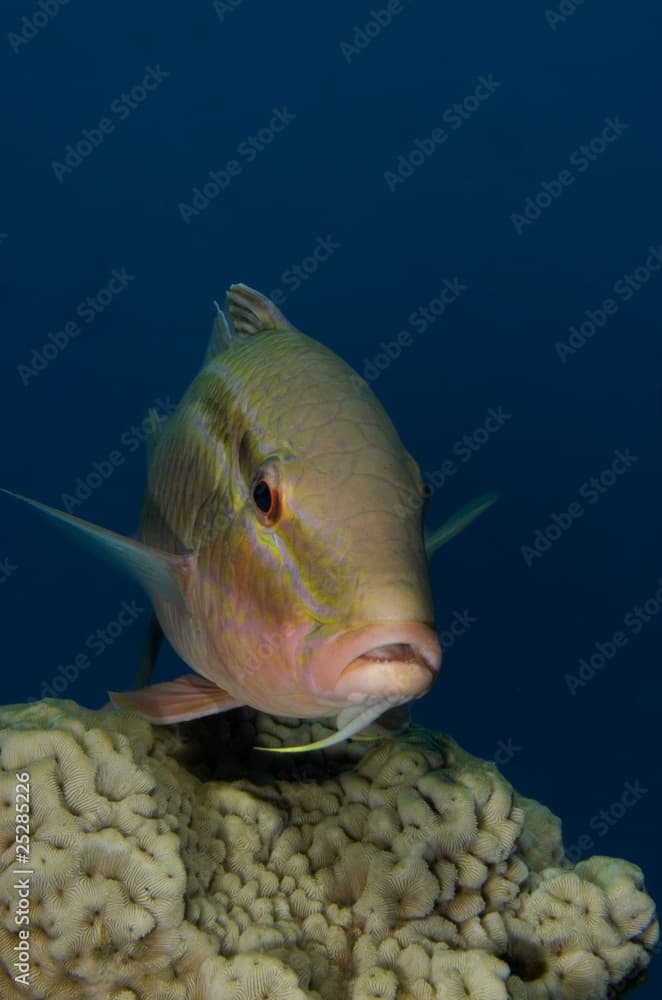 Rosy Goatfish