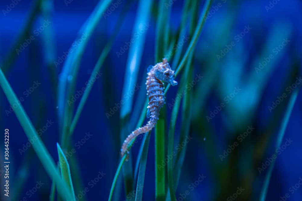 Dwarf Seahorse