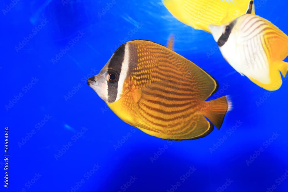 Oriental butterflyfish (Chaetodon auripes) in Japan