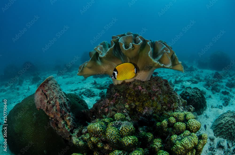 Oriental butterflyfish, Chaetodon auripes