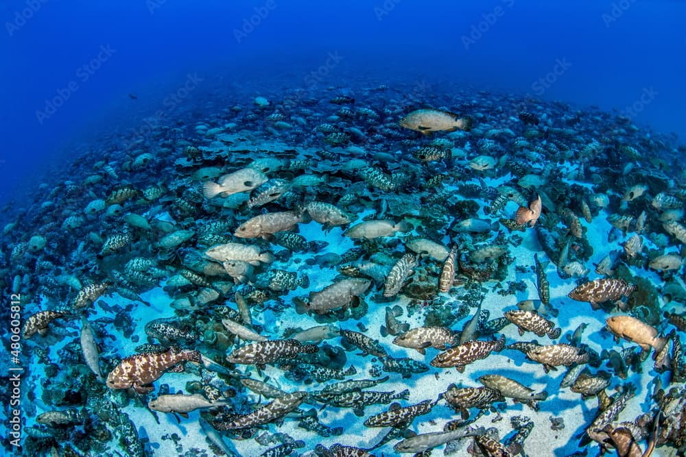 Marbled Grouper spawning Fakarava South Pass