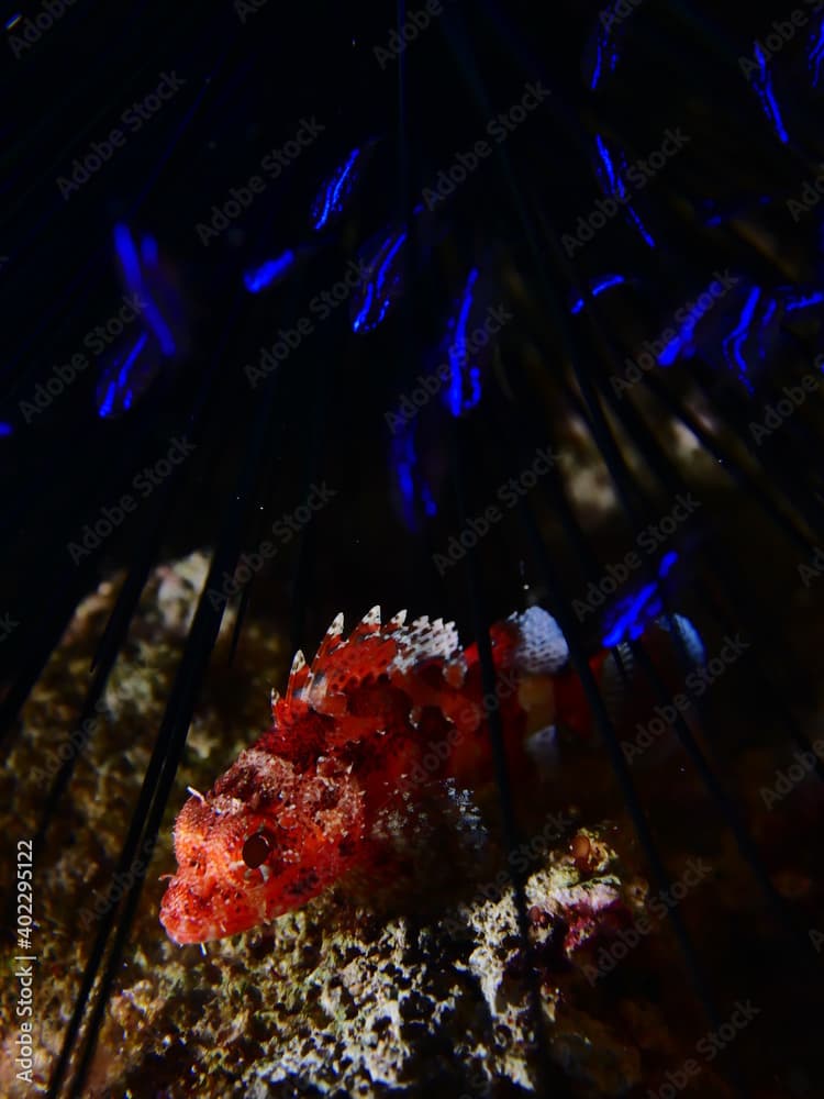 fish hunting the little fish hiding in needles of sea urchin underwater