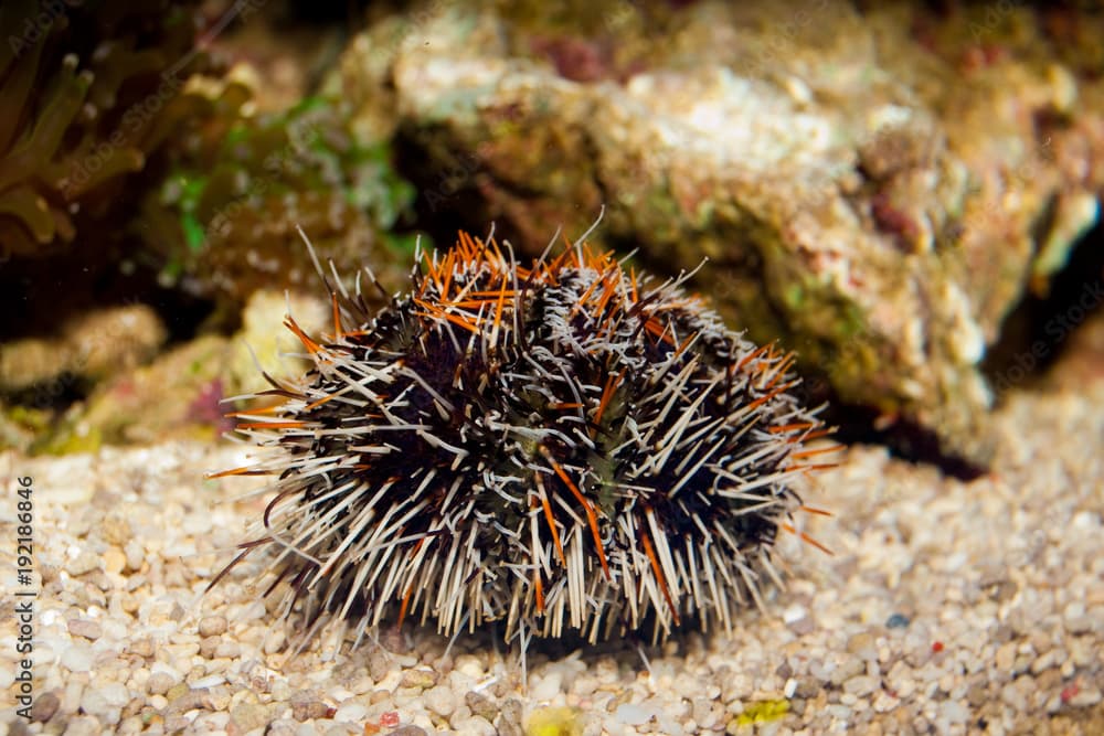 Collector Urchin (tripneustes gratilla)