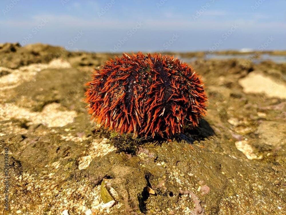 A photo of urchin or tripneustes gratilla is a class Echinoidea belonging to the family Toxopneustidae