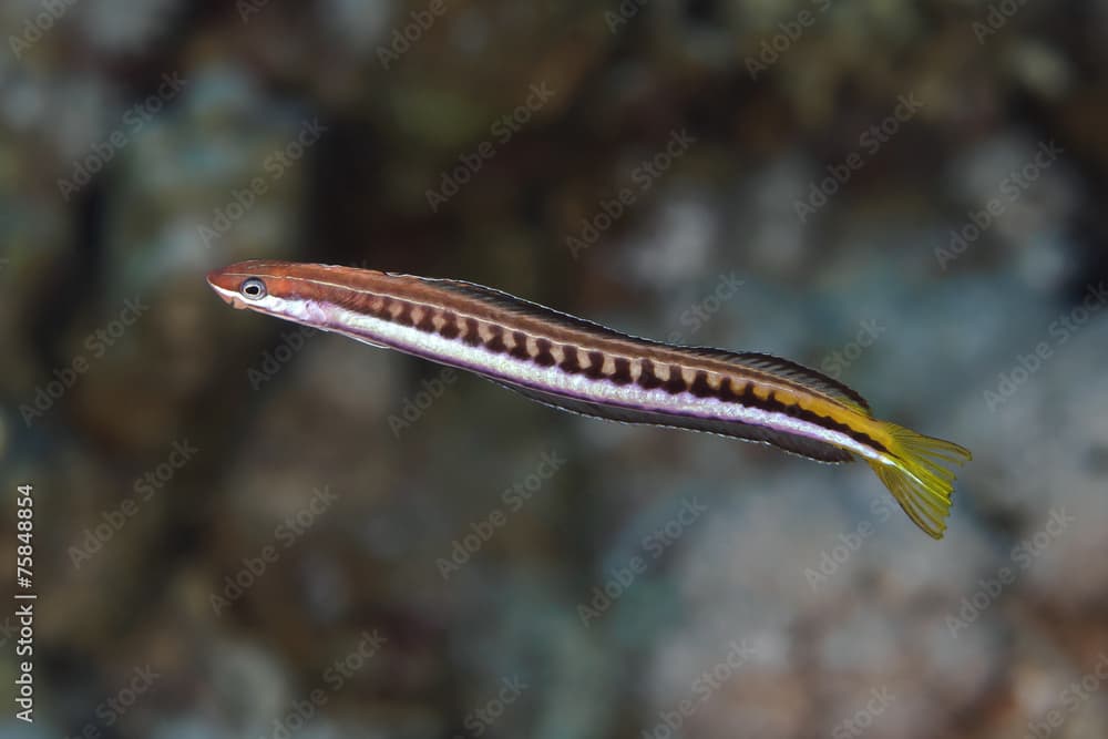 Piano fangblenny