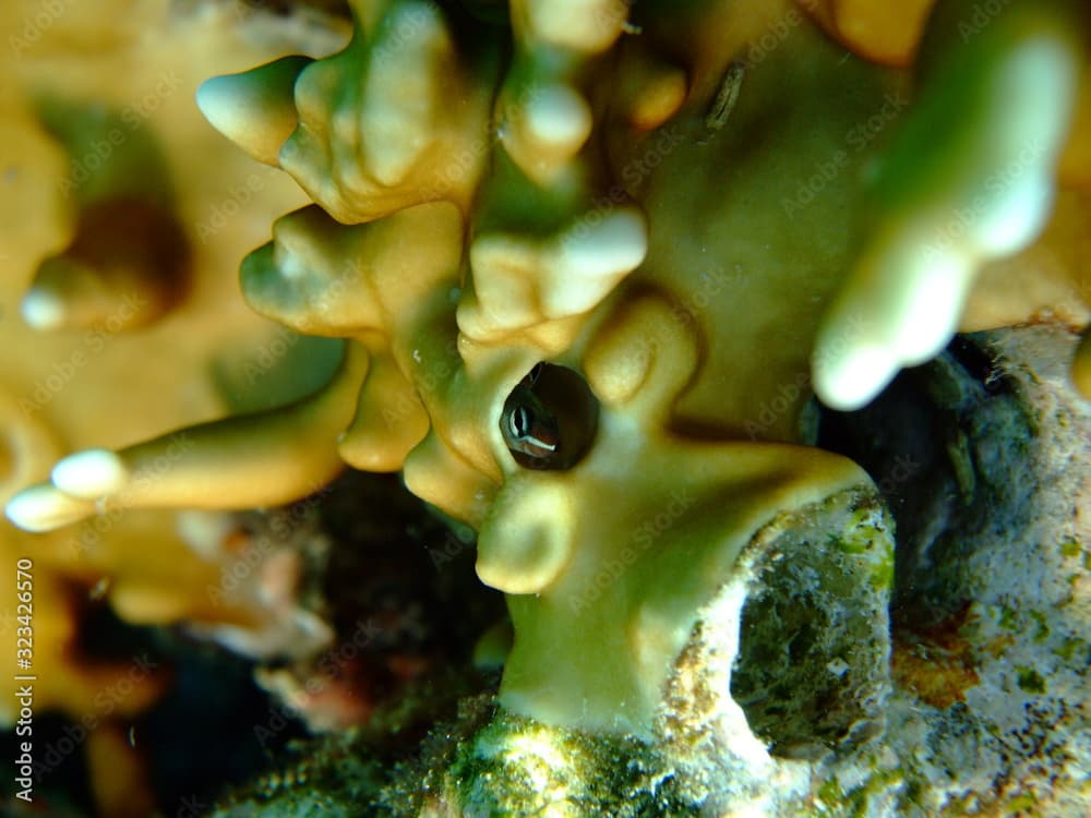 A piano fangblenny or mimic blenny (Plagiotremus tapeinosoma)