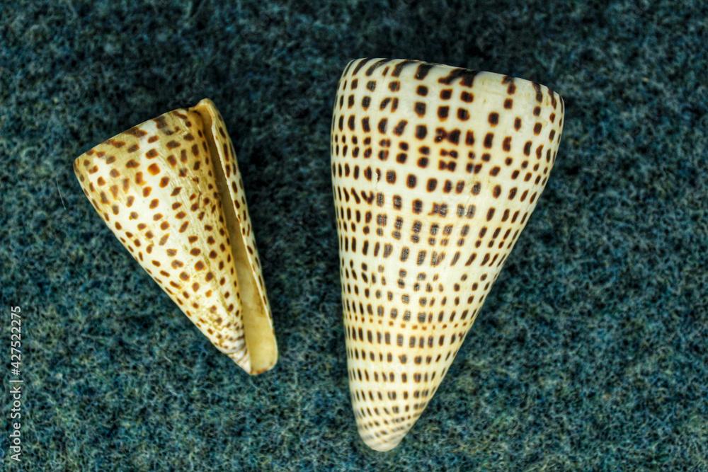 Colorful seashells on blue background. Conus litteratus.