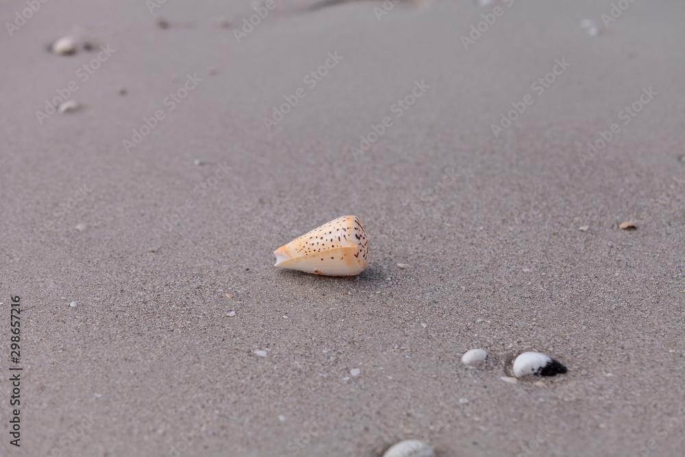 Lettered cone snail Conus litteratus on the sand