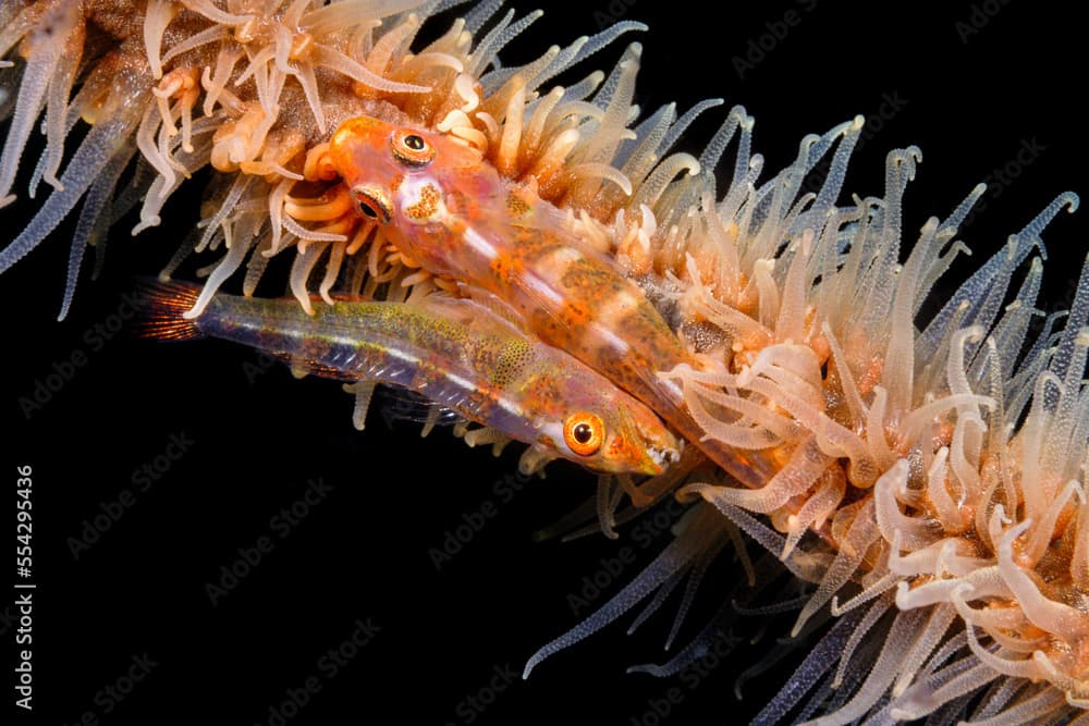 A mated pair of gobies (Bryaninops yongei) sits on wire coral (Cirrhipathes anguina) at night on a black background; Indonesia