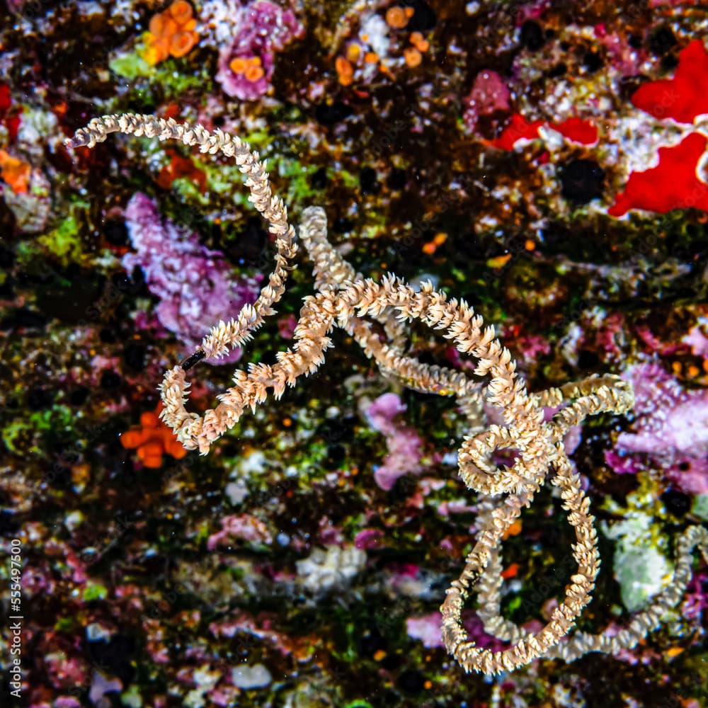 Spiral Wire Coral (Cirrhipathes spiralis) living on the backwall of Molokini Crater, offshore of Maui; Molokini Crater, Maui, Hawaii, United States of America