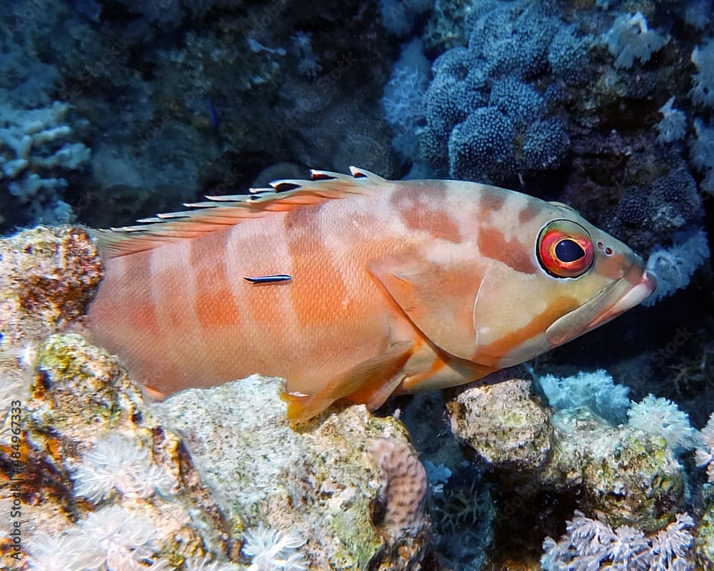 A Blacktip Grouper (Epinephelus fasciatus) in the Red Sea, Egypt