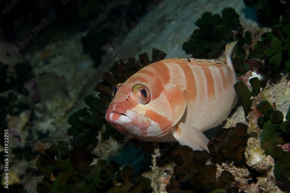 Black tipped grouper