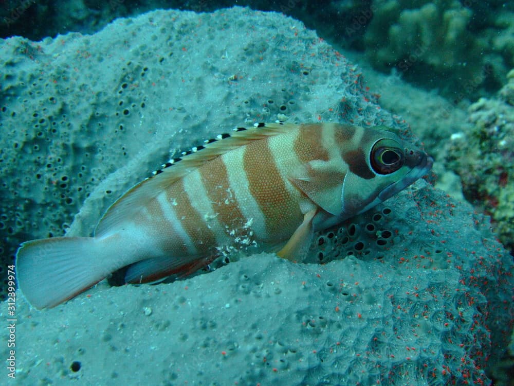 Blacktip grouper (Epinephelus fasciatus) resting on a sponge, Borneo