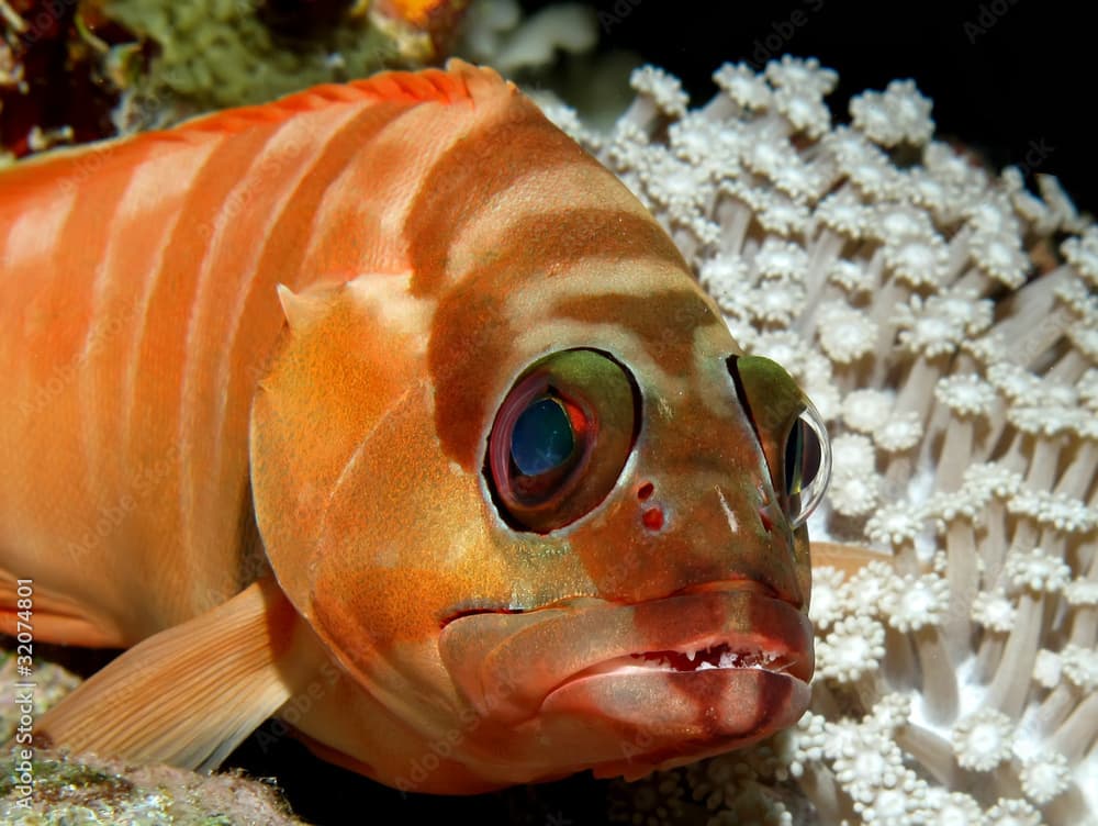 Blacktip grouper (epinephelus fasciatus)